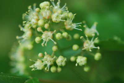 Acer ginnala - javor amurský - květenství (56)